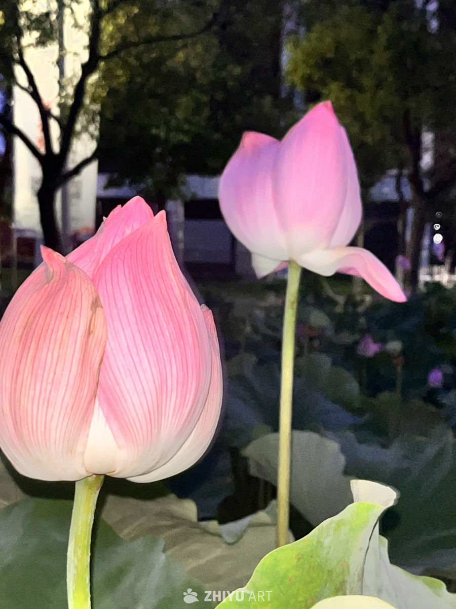 夜色中的莲花