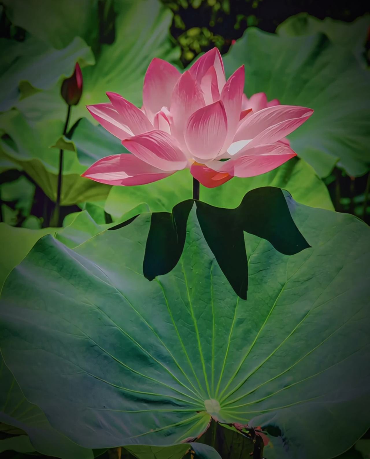 粉红莲花盛开