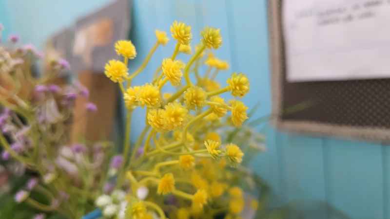 小黄花
