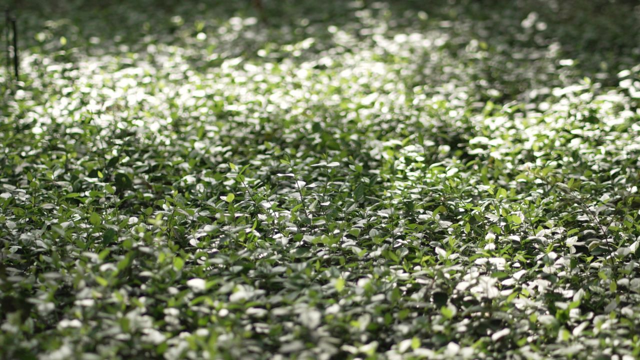 洛阳国花园植物花朵特写大虚化