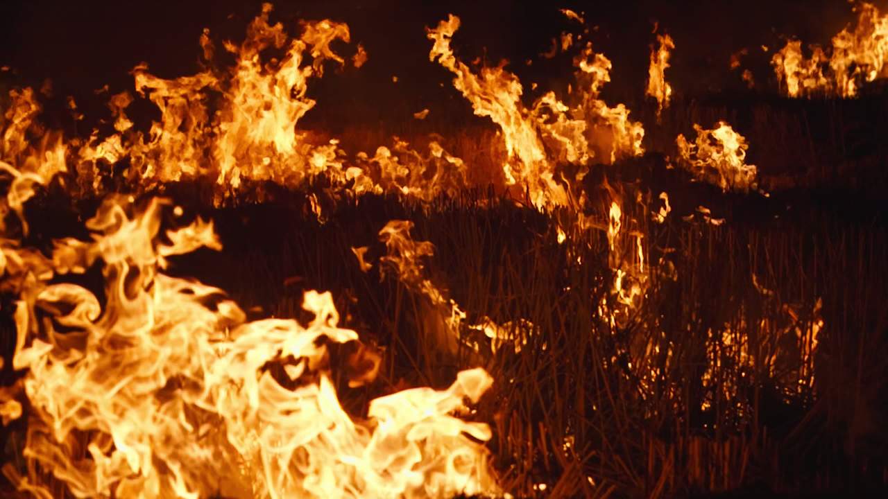 森林大火灾焚烧秸秆火焰燃烧 46