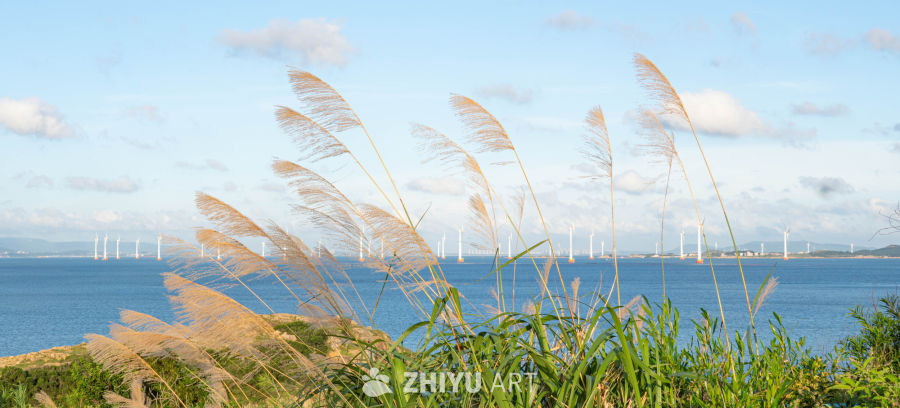 海风中的风车与芦苇