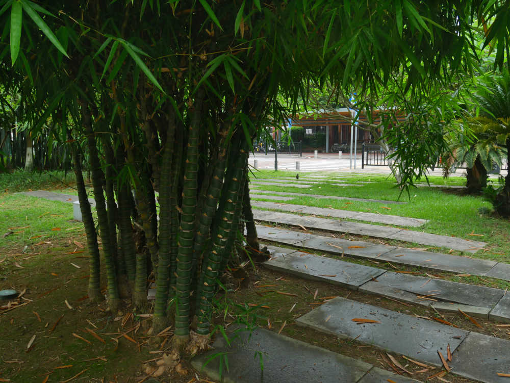 公园里的佛肚竹丛