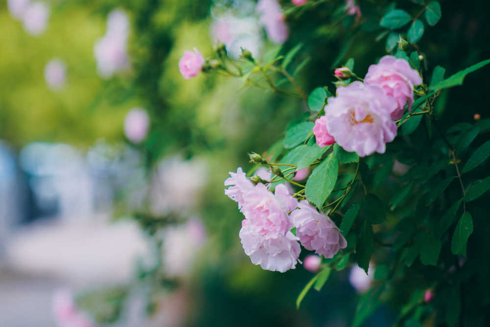 蔷薇花开