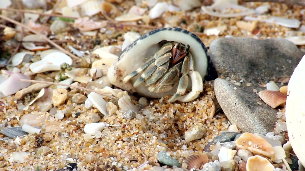 蟹海滩动物壳