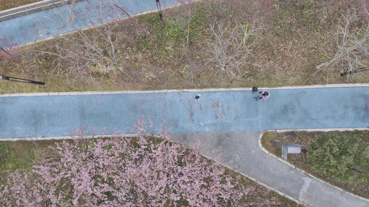 樱花下的漫步