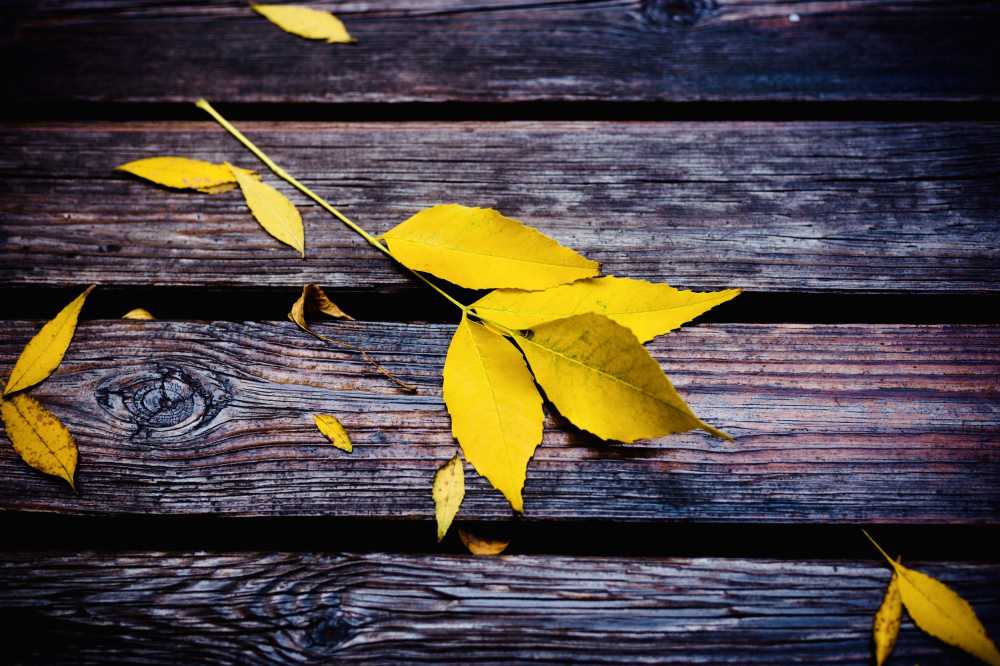 木制长椅上的落叶 