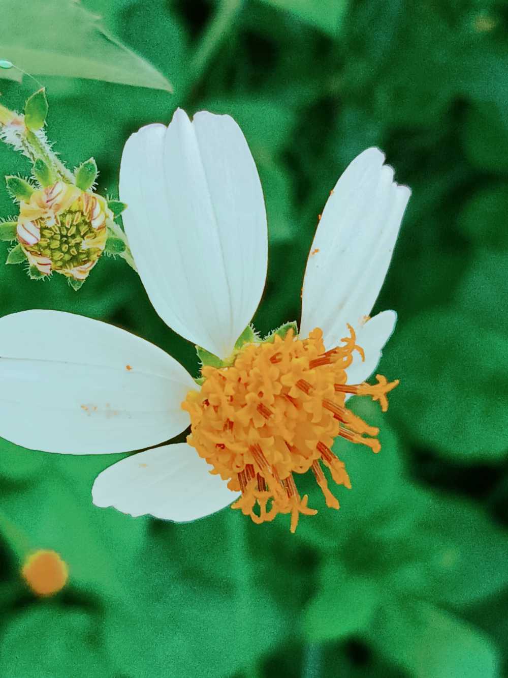 菊花茶