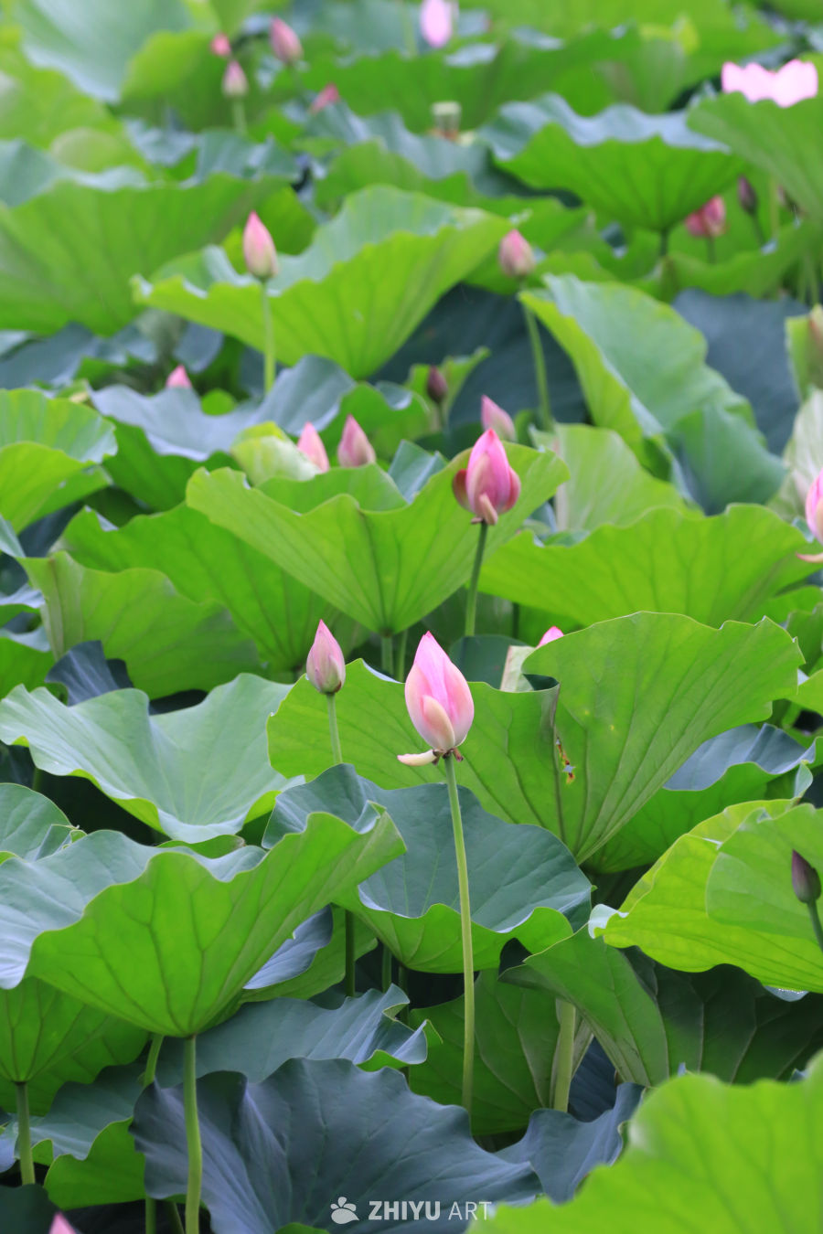 荷花 135