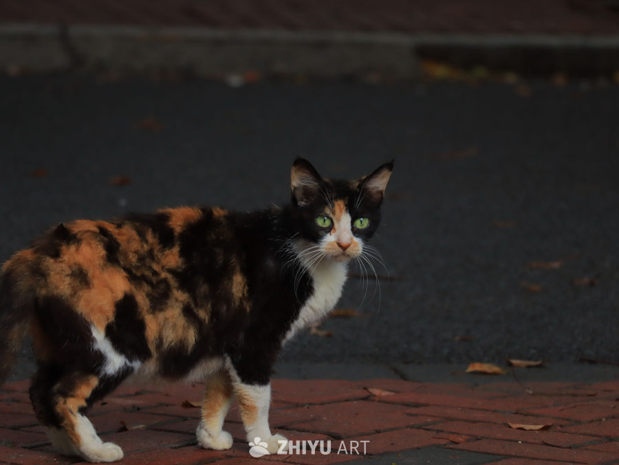 雨后的猫咪