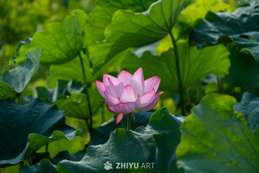 荷花 43