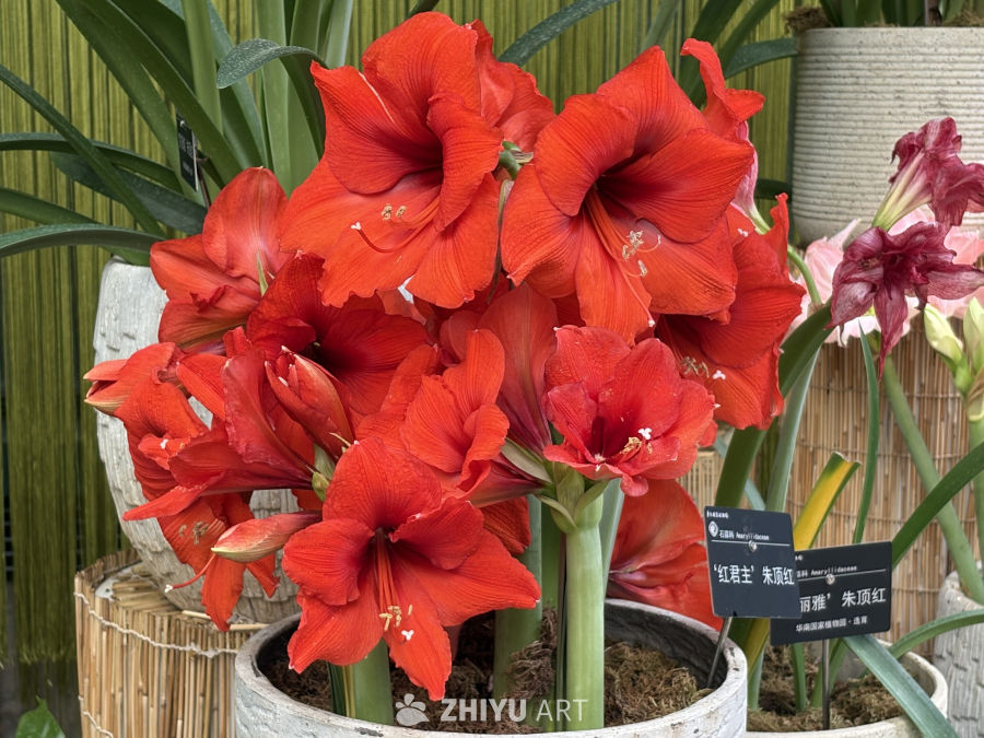 花