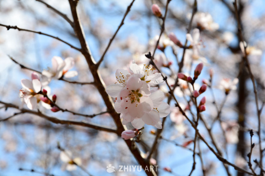 春花山桃