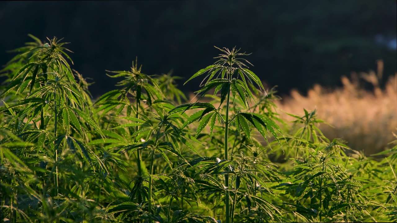 大麻植物的宁静时光