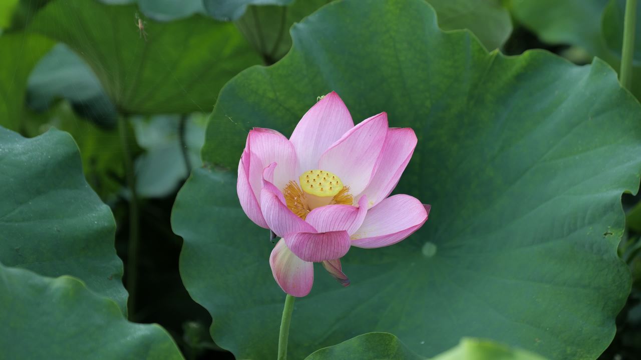 荷花 37