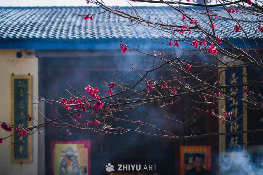 山寺梅花