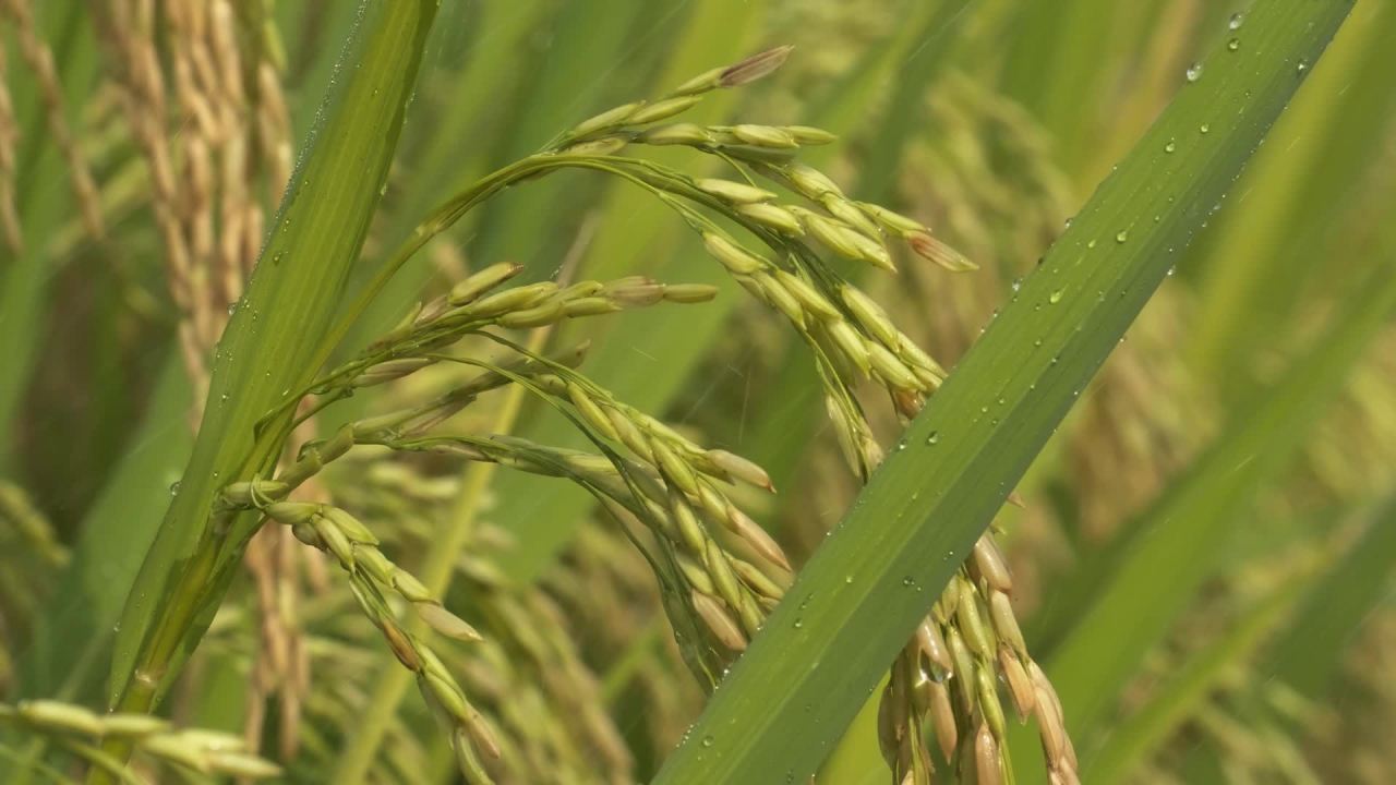 水稻田野粮食庄稼五常大米 34
