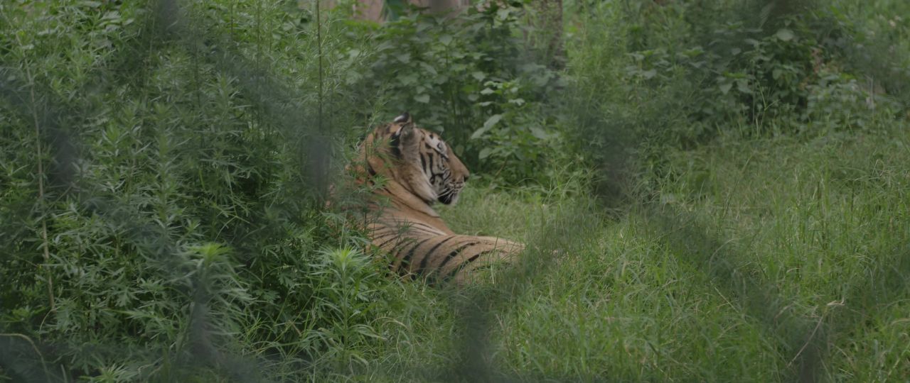 老虎