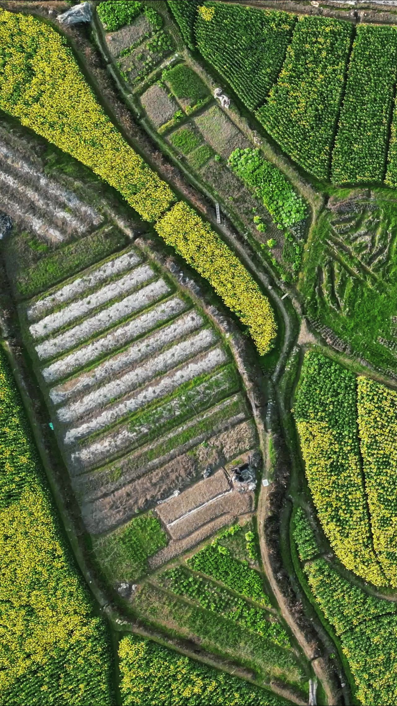 俯拍农田农作物