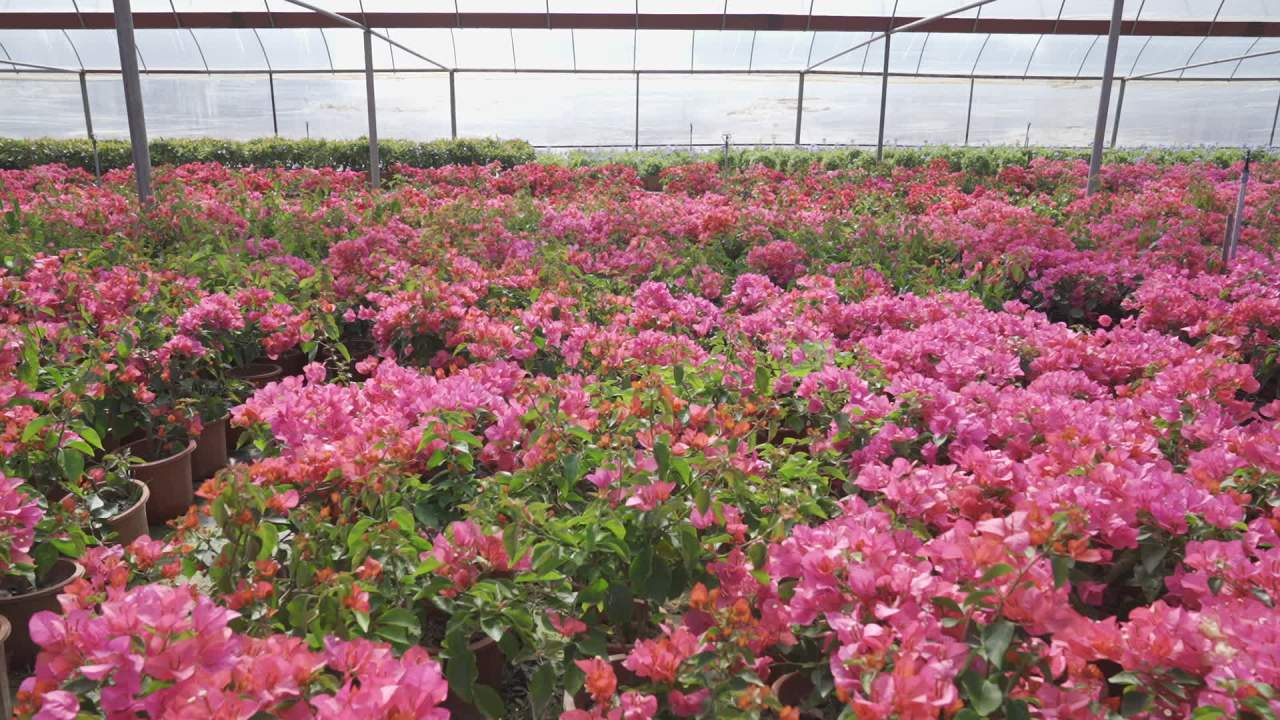 年宵花 14