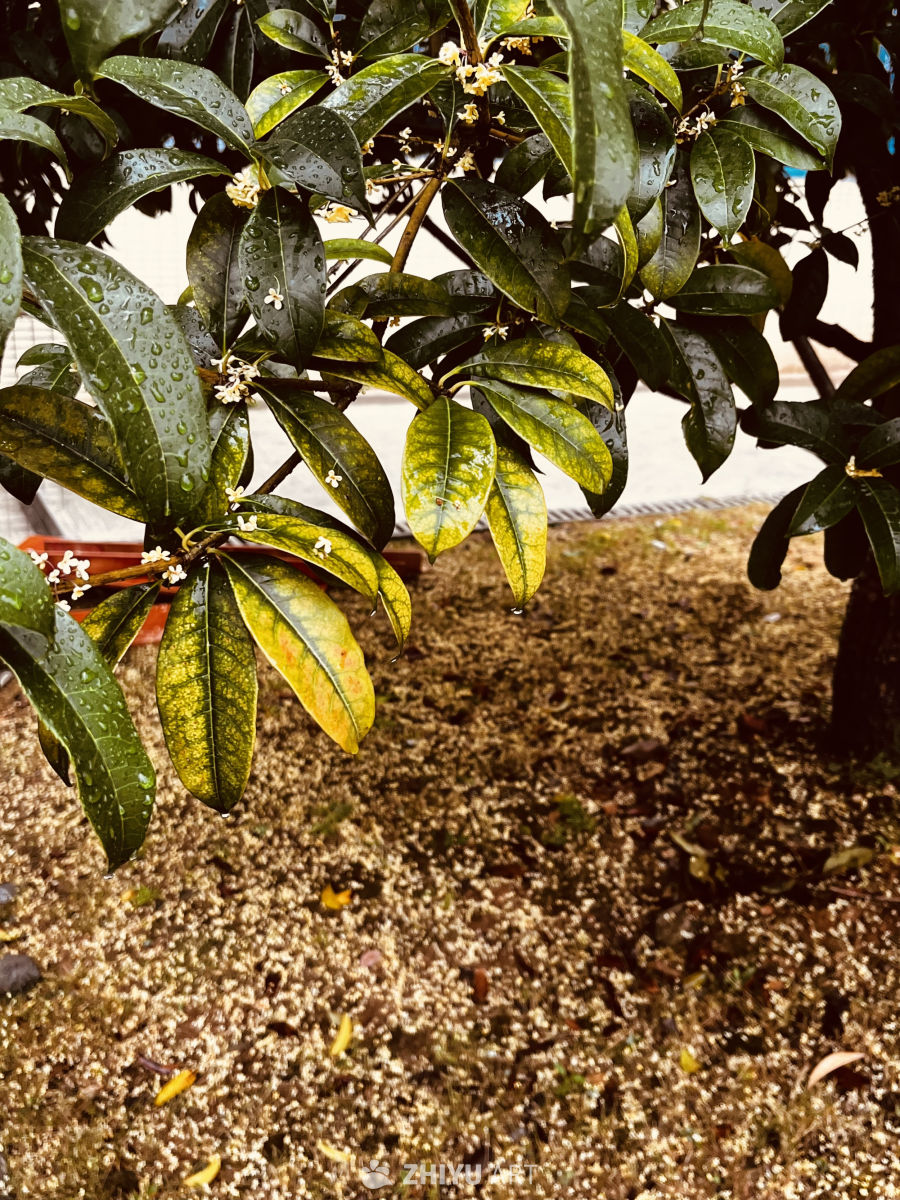 雨后绿意盎然的花树