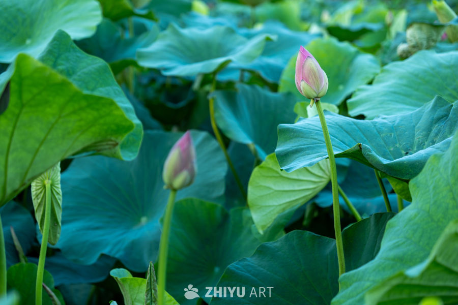 荷花 5