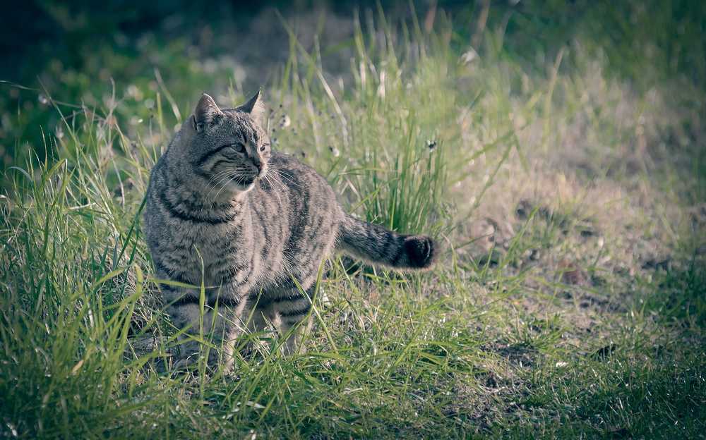 猫咪动物医院哺乳动物