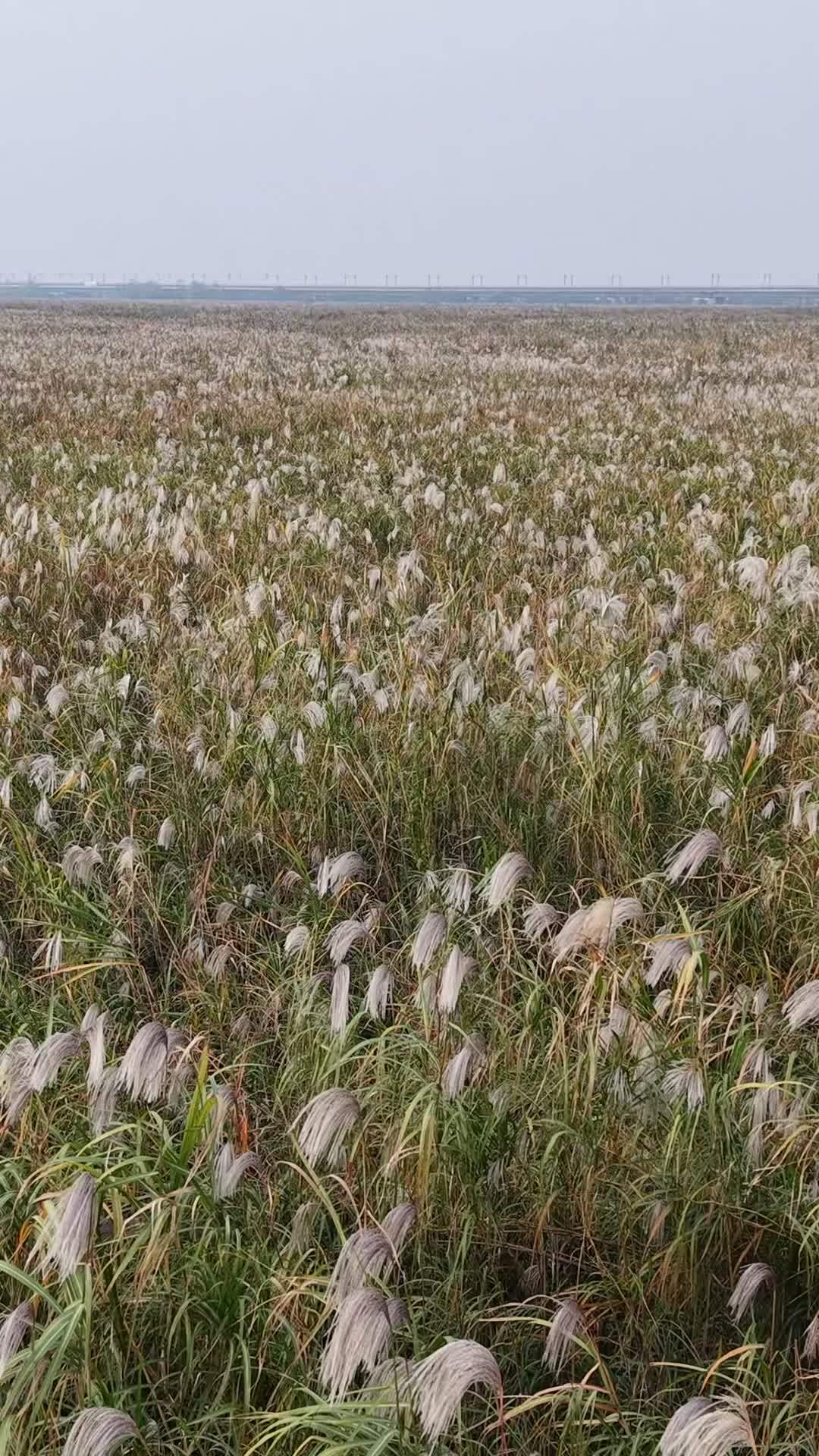 秋日芦苇田野