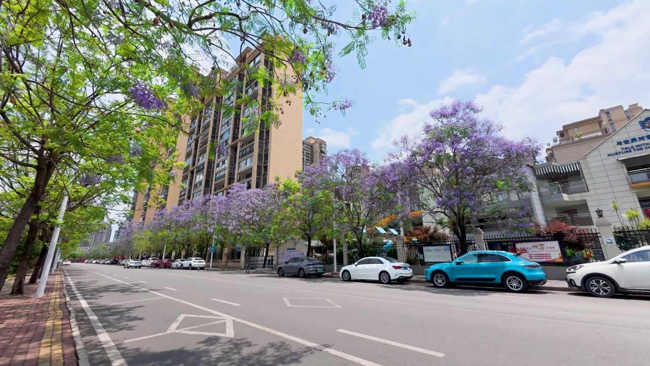 4k城市街道蓝花楹  兴义城市风景