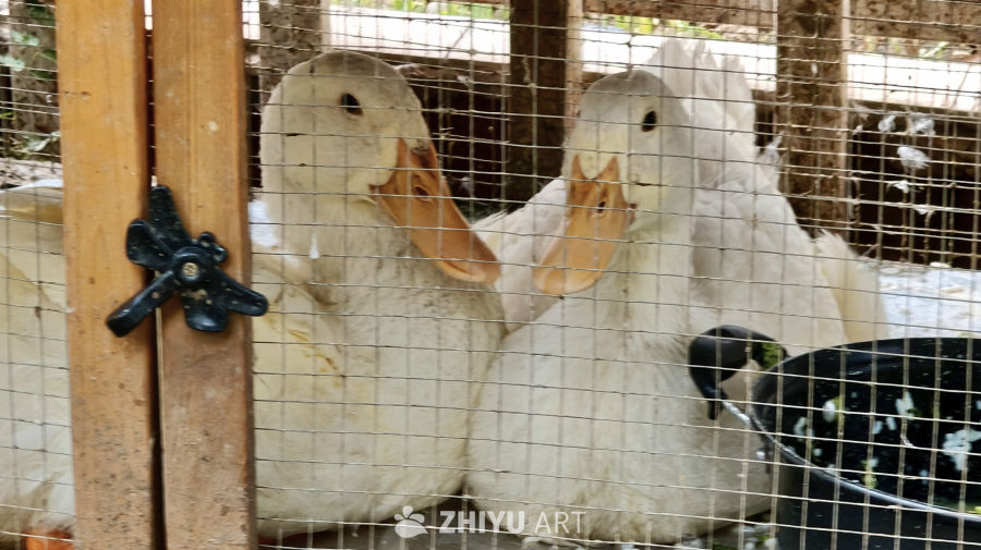 关在笼子里的大鹅
