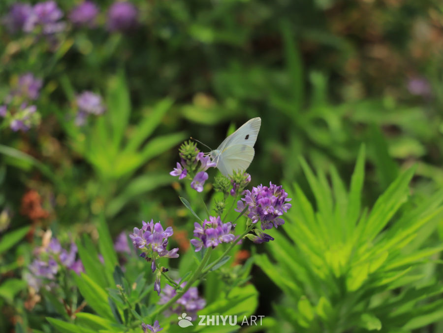 蝴蝶与紫色花海