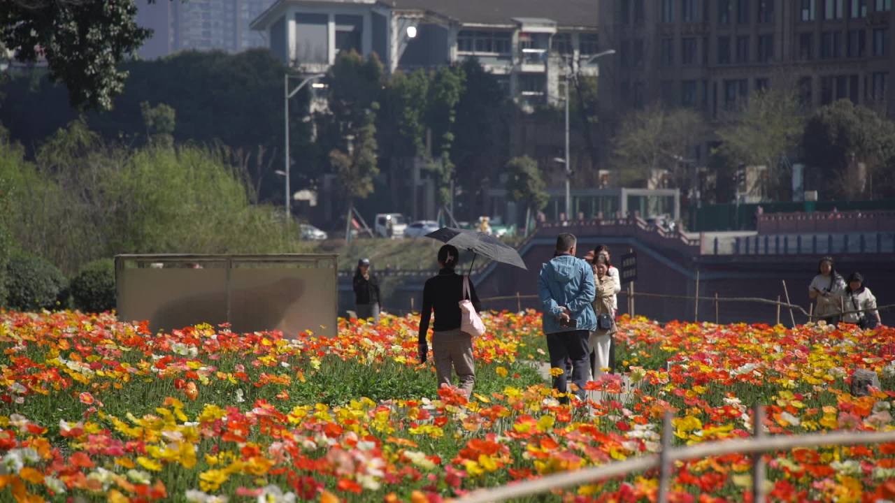 春花烂漫时 人从旁边过 11