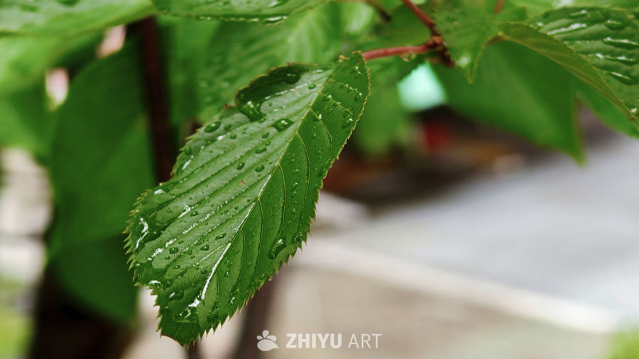 雨露新颜：翠叶呼吸的微观世界