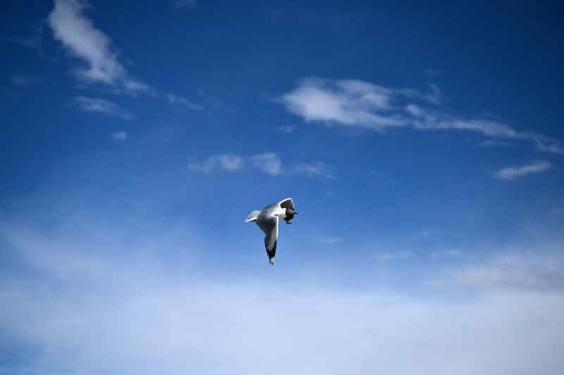 蓝色天空中一只飞翔的海鸥