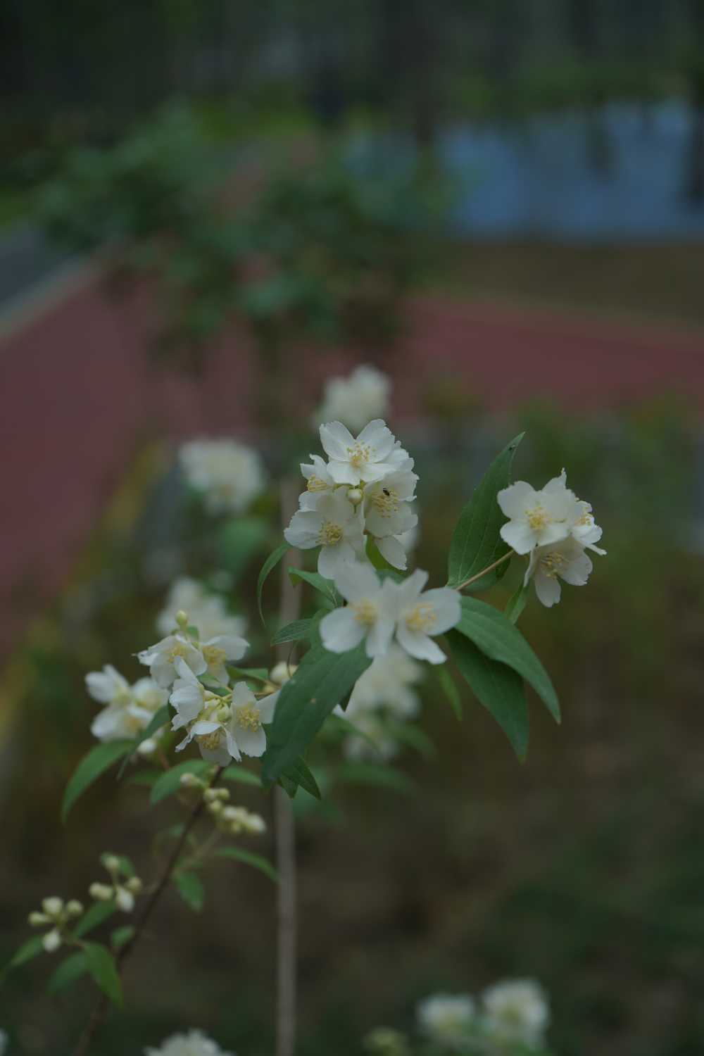 野花
