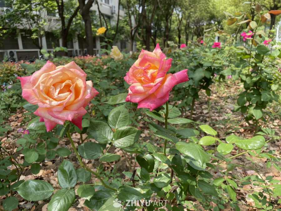 春季花卉 17