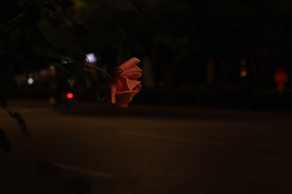 夜色月季
