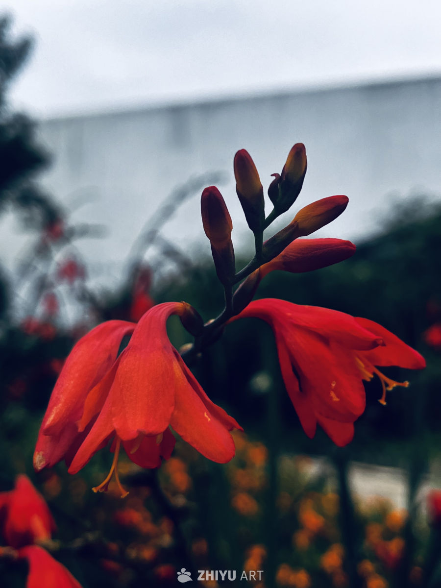绽放的红花与未开的花蕾