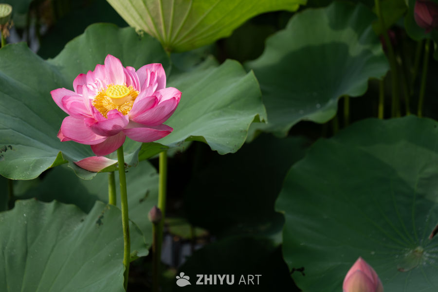 荷花 116