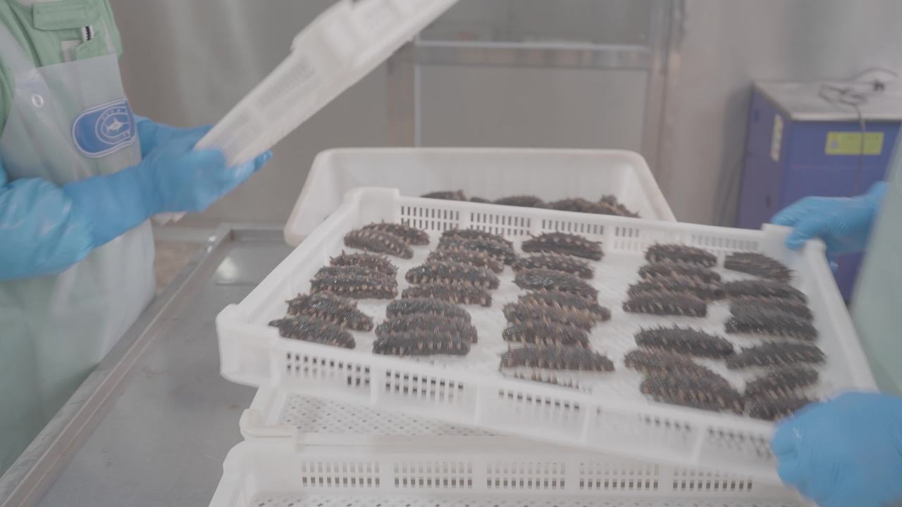 海参加工厂生产过程