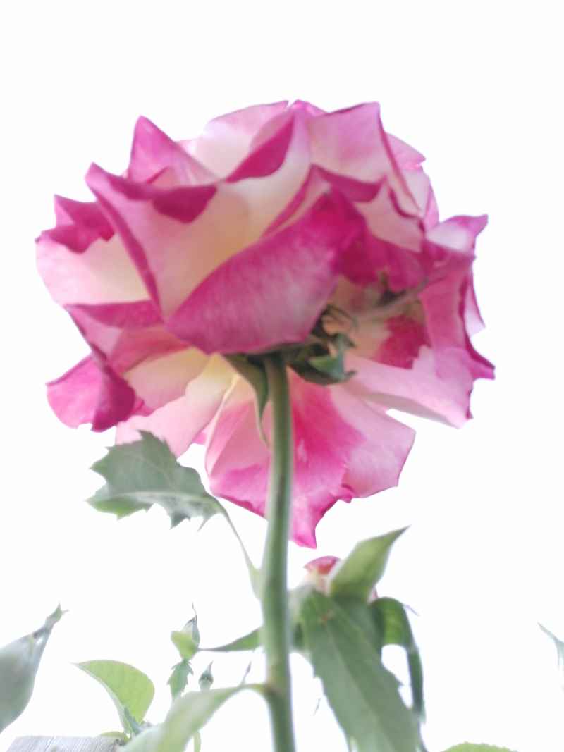 玫瑰花下看玫瑰