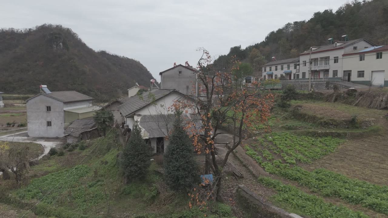 航拍乡村秋景：柿子树下的宁静生活