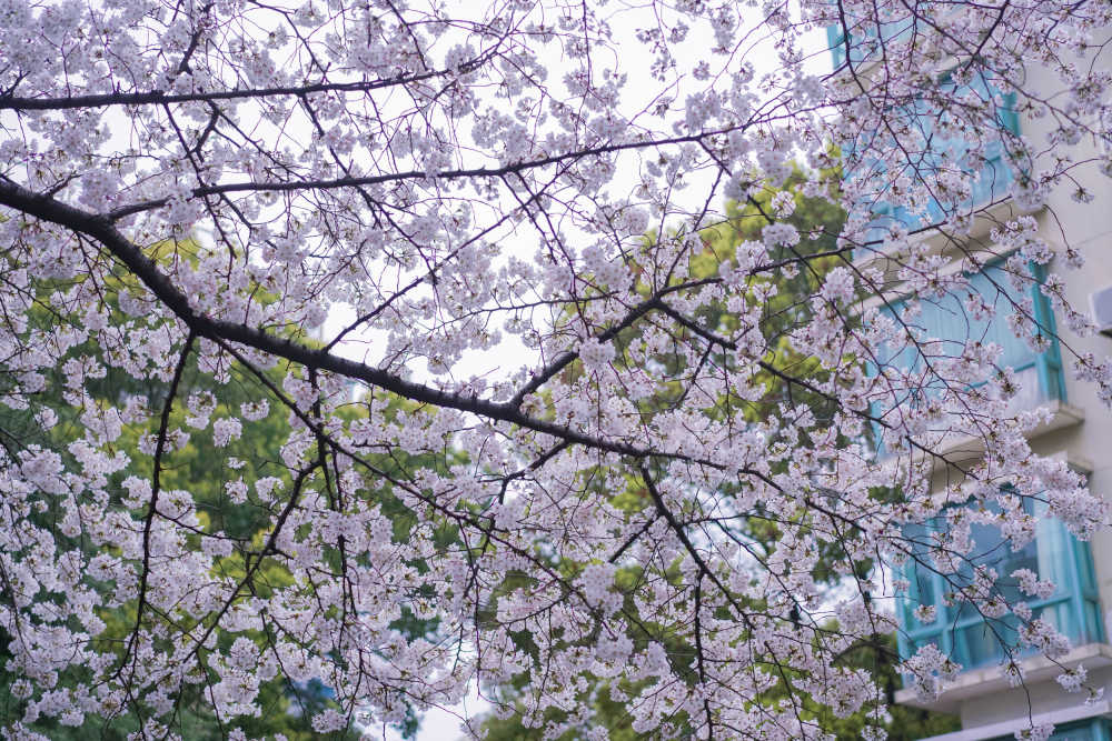樱花季