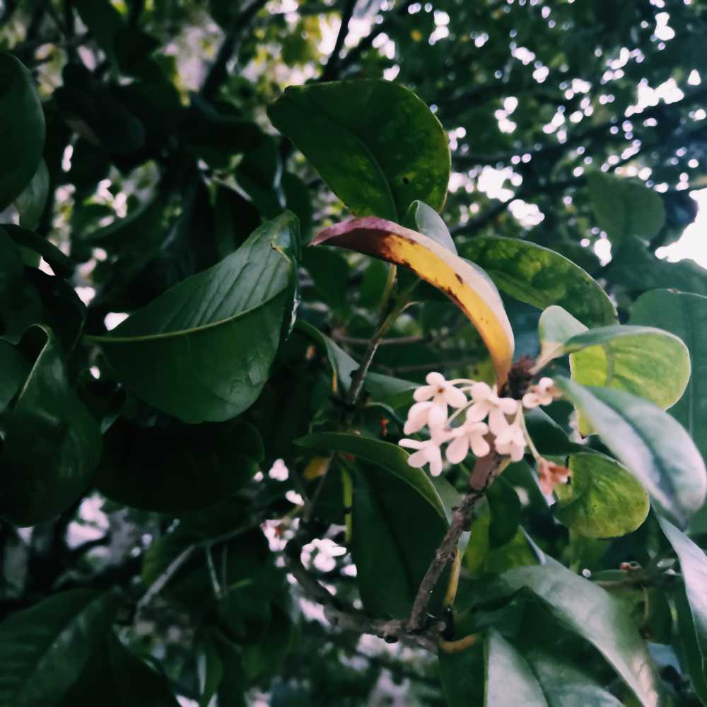 桂花