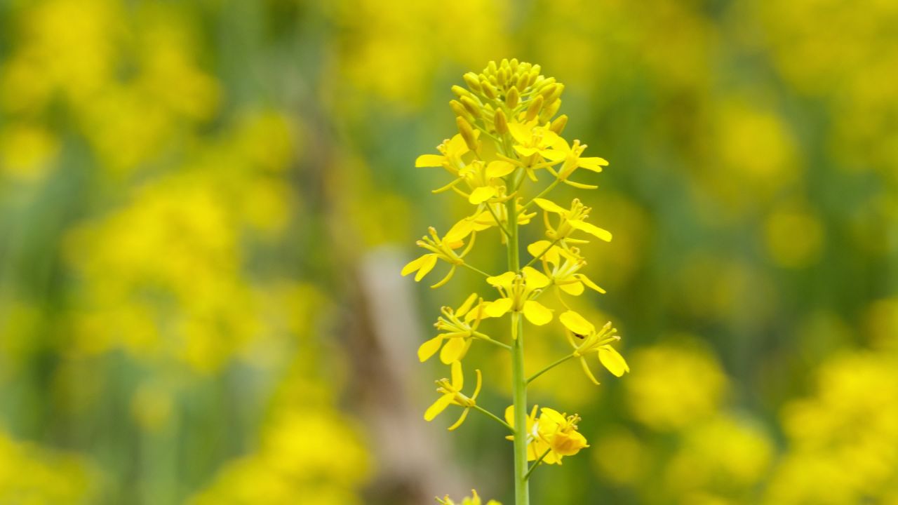 油菜花蜜蜂采蜜特写微距4K实拍