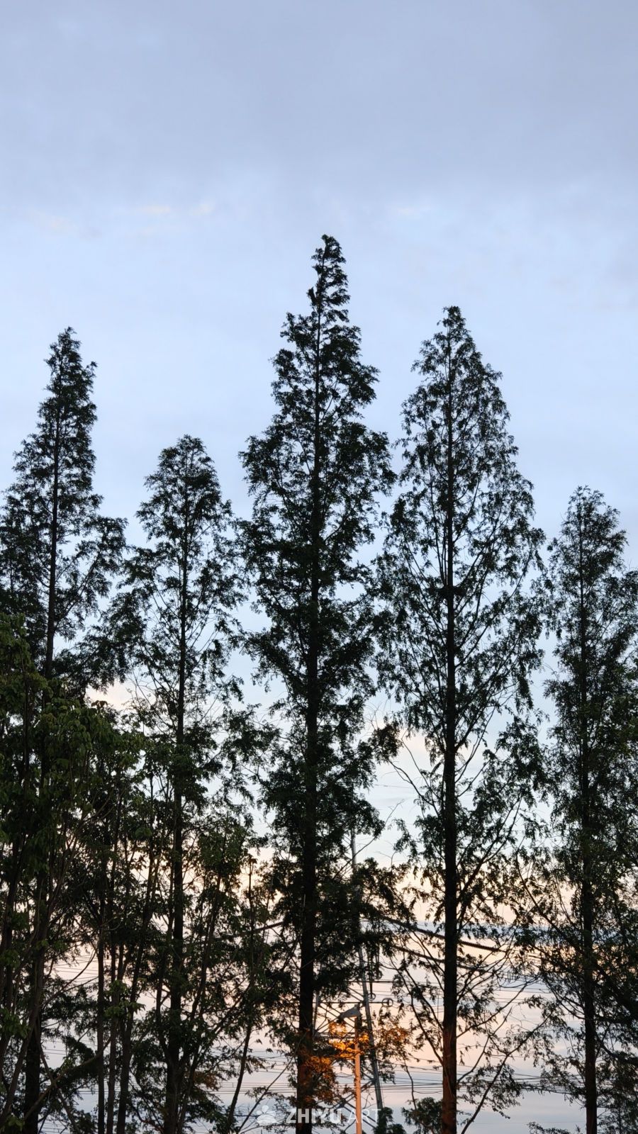 黄昏的树林