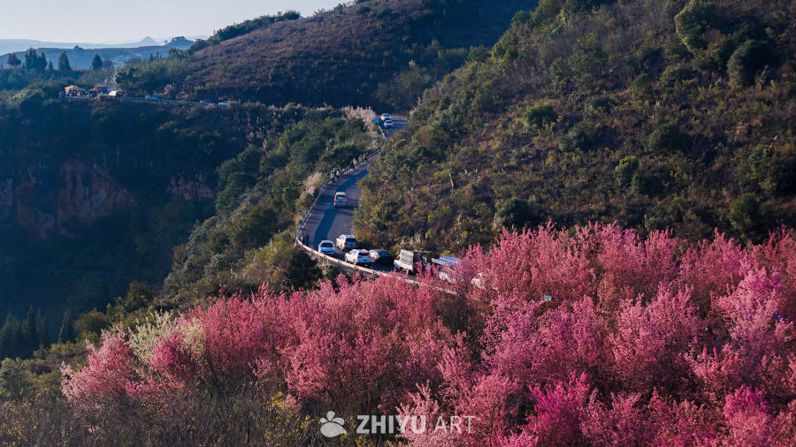 山间樱花路