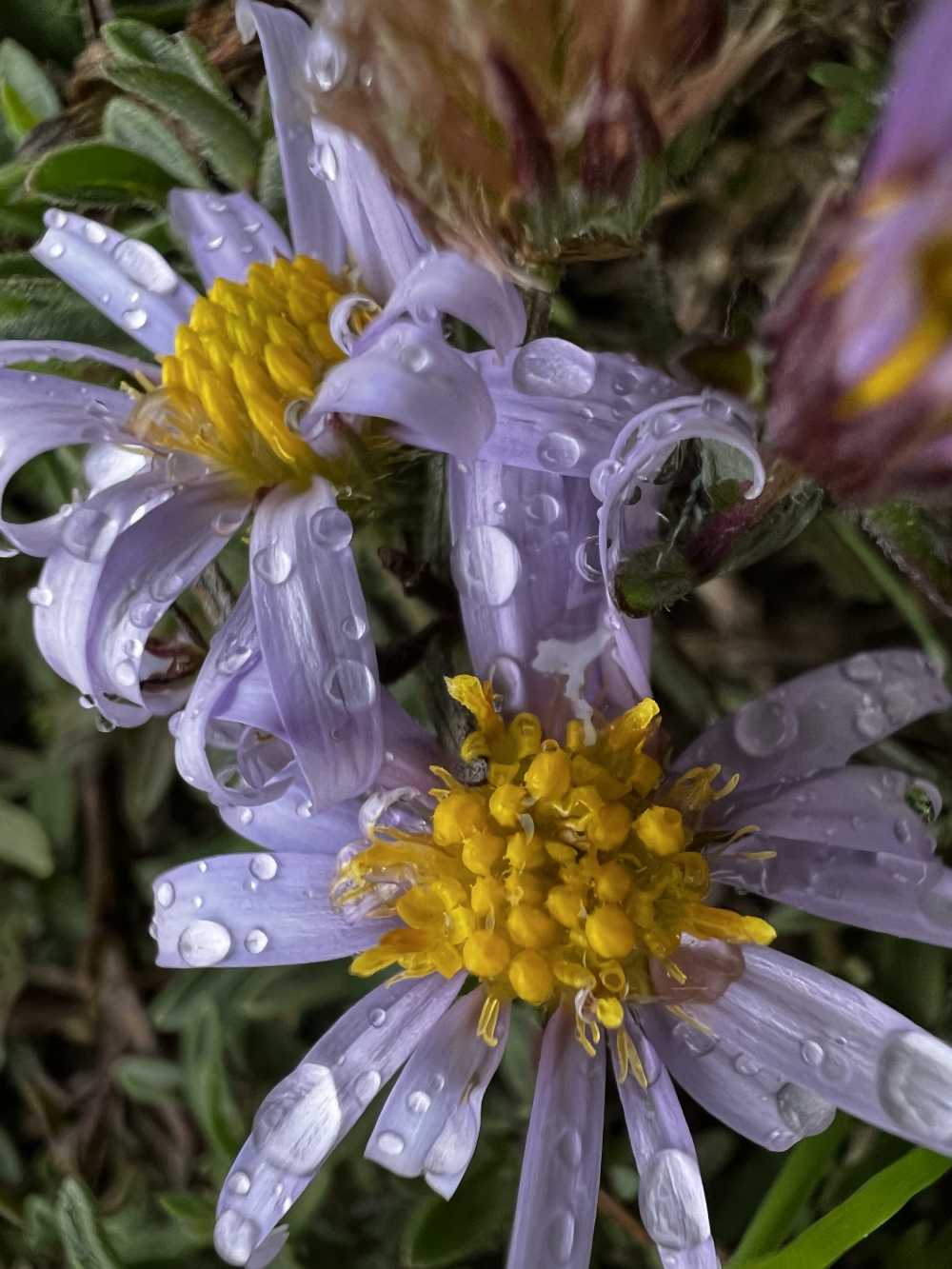露水花卉