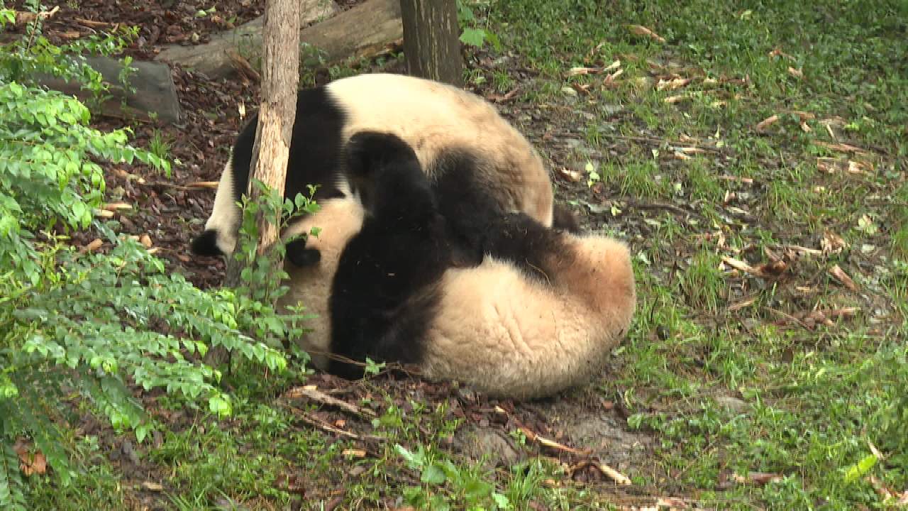 熊猫基地熊猫一组