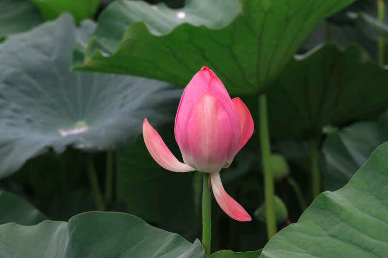 荷花 17